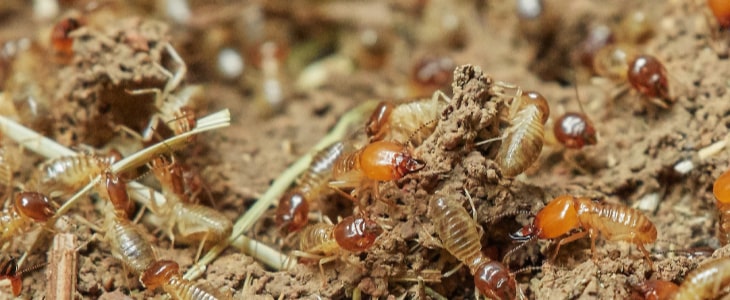termite control henley beach